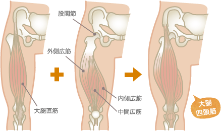 膝のお皿の上にある大腿四頭筋の解剖図
