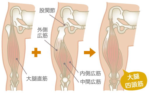 大腿四頭筋の図解（スマホ用）