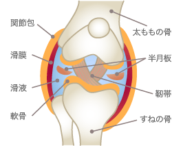 膝の構造