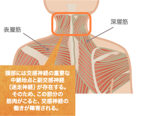 首（頚椎）の問題