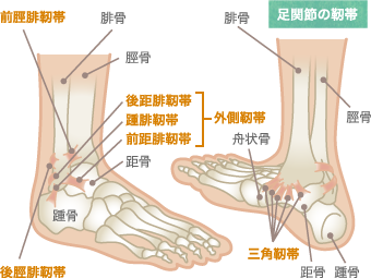 足関節の靭帯