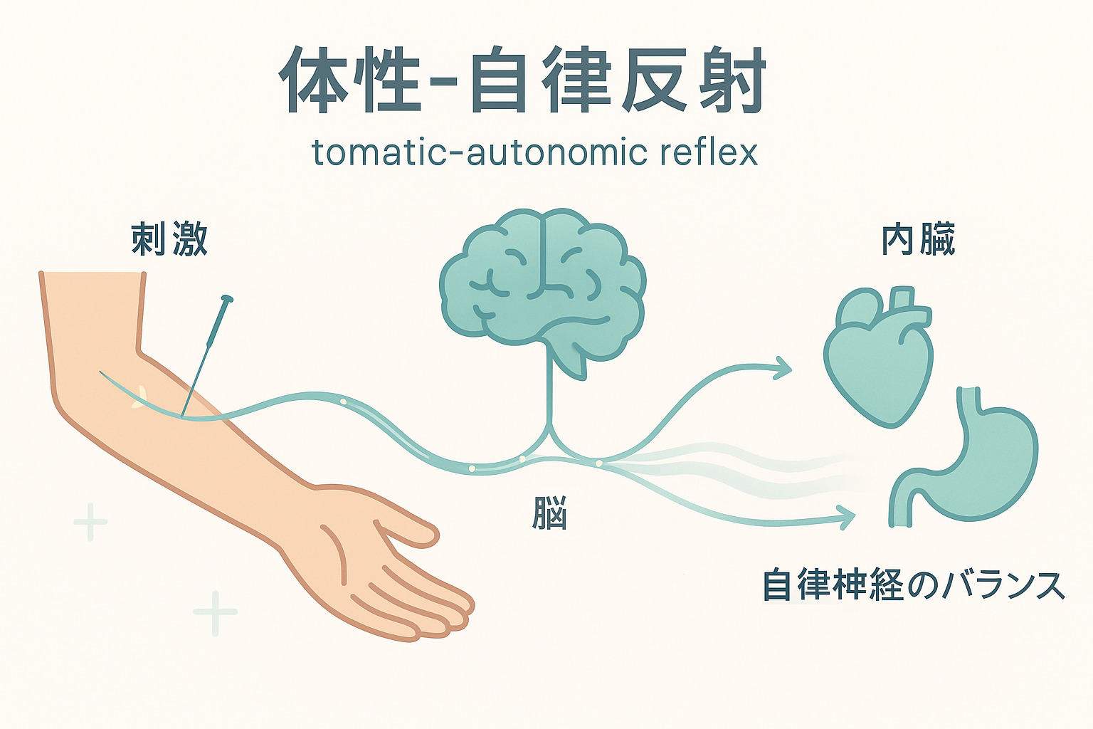 鍼治療による自律神経の調整メカニズムを図解