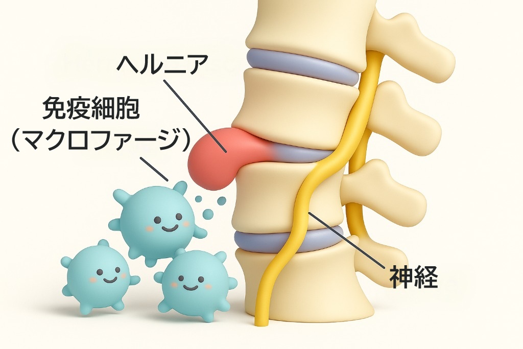 頚椎周辺の血流が改善し組織修復が進むイメージ