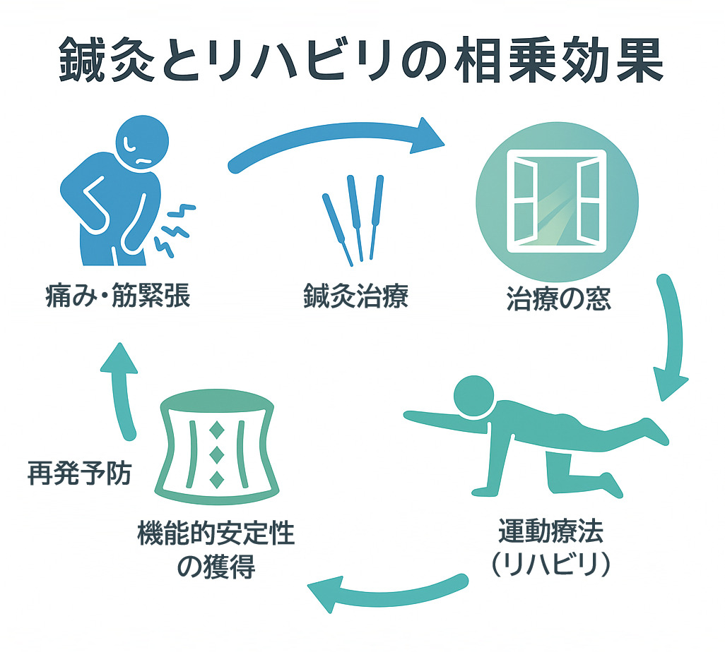 腰椎すべり症に対する鍼灸とリハビリテーションの相乗効果を示す図。鍼治療で痛みを緩和し「治療の窓」を作り、運動療法で機能的安定性を獲得して「しびれなく歩ける」ようになり、再発を予防する好循環を表しています。