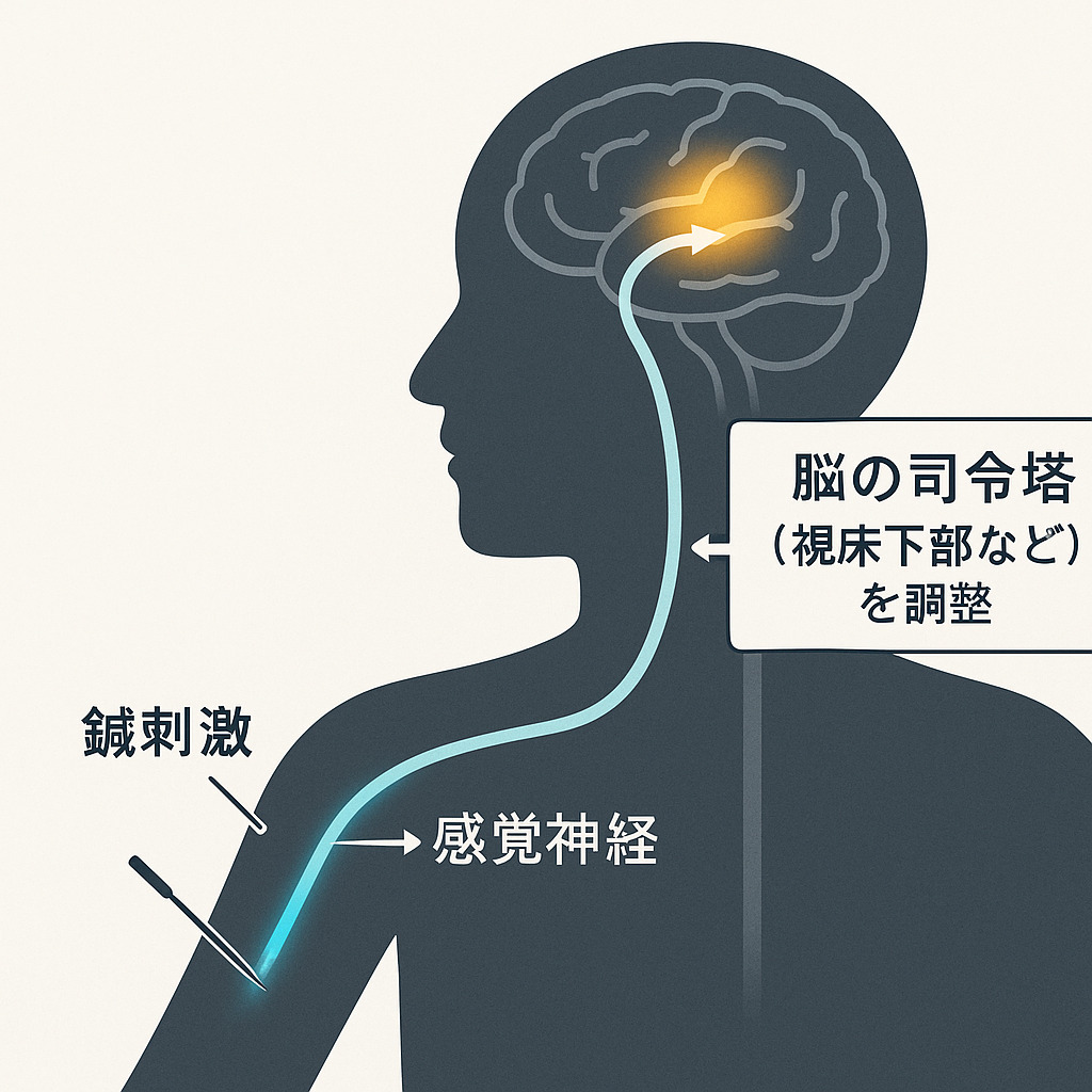 鍼の刺激が末梢神経から脳の視床下部へ伝達される経路の図解