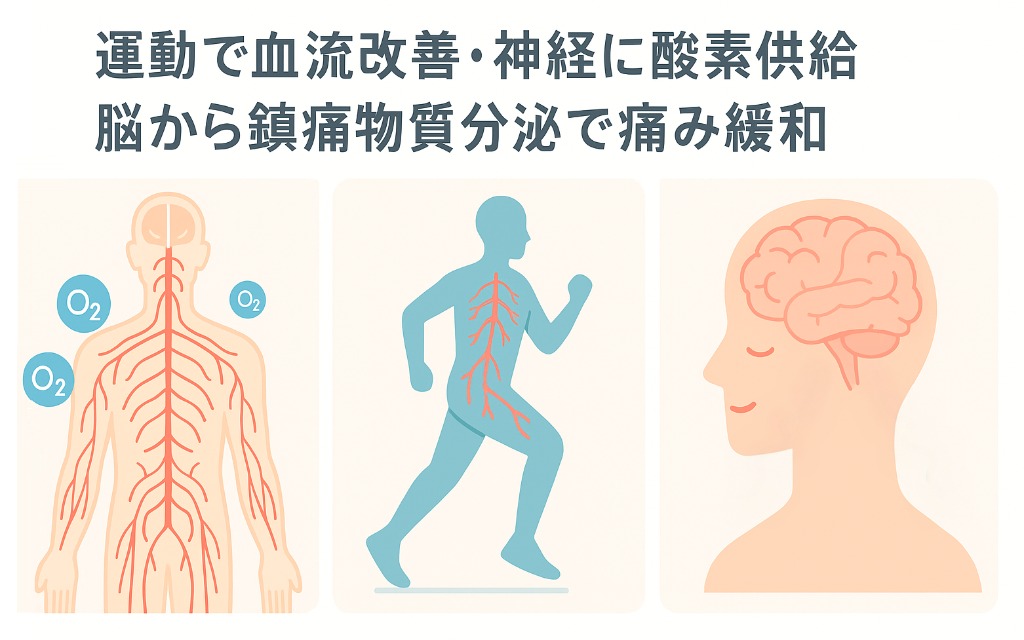 運動による血流改善で神経に酸素が供給され、脳から鎮痛物質が分泌されるイメージ図